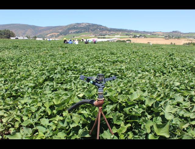 16.70HA FARM FOR SALE IN PAARL RURAL
